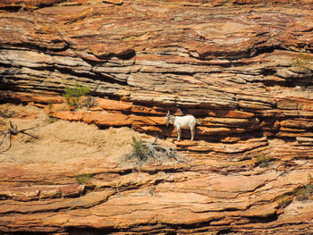 View of goat on rock