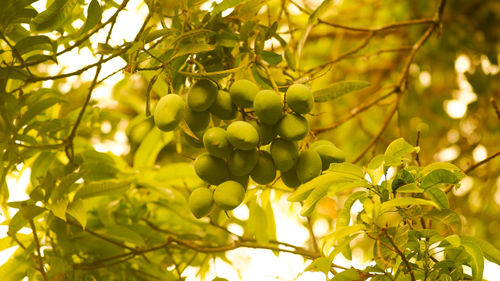 Low angle view of fruits growing on tree