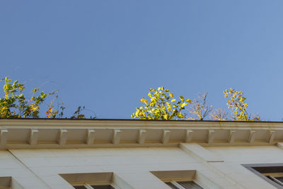 Low angle view of plants against clear blue sky