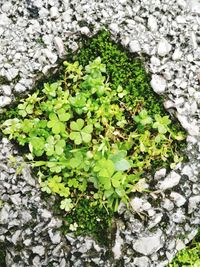 High angle view of ivy growing on plant