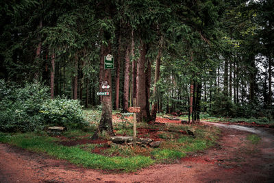 Trees in forest