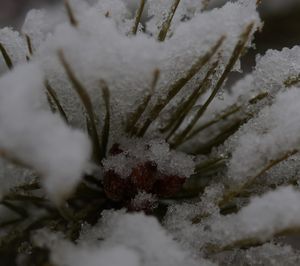 Close up of snow covered tree