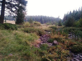 Scenic view of forest