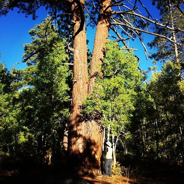 tree, tree trunk, growth, tranquility, nature, branch, tranquil scene, clear sky, low angle view, beauty in nature, forest, sky, scenics, sunlight, non-urban scene, landscape, blue, green color, day, woodland