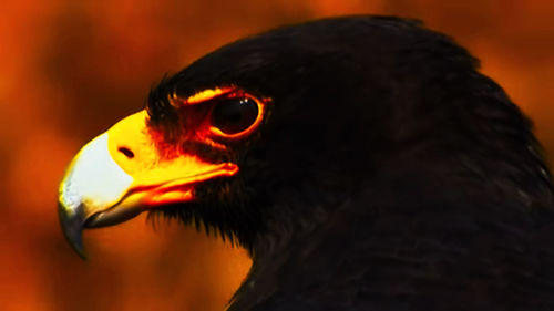 Close-up of a bird