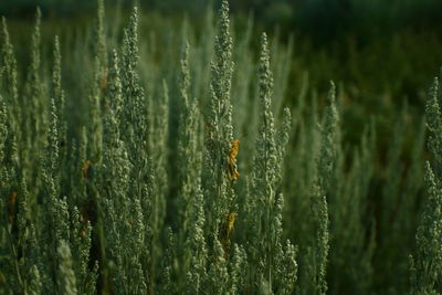 Close-up of wheat growing on field