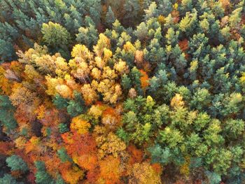 Full frame shot of plants and trees