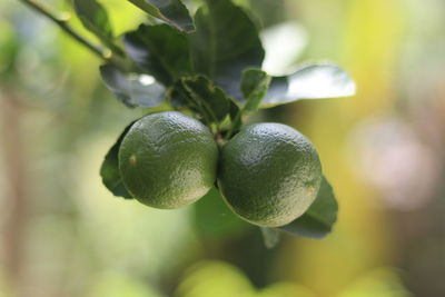 Some lemon and leaves on blur background