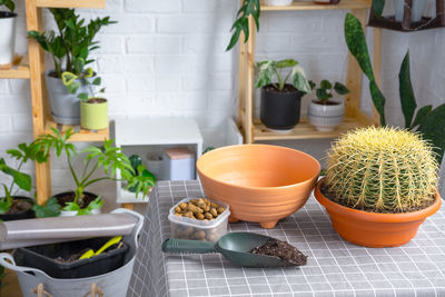 Potted plant on table