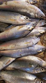 High angle view of fish for sale at market