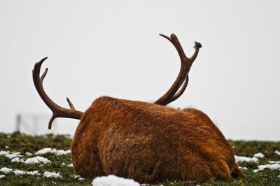 Deer on field against clear sky