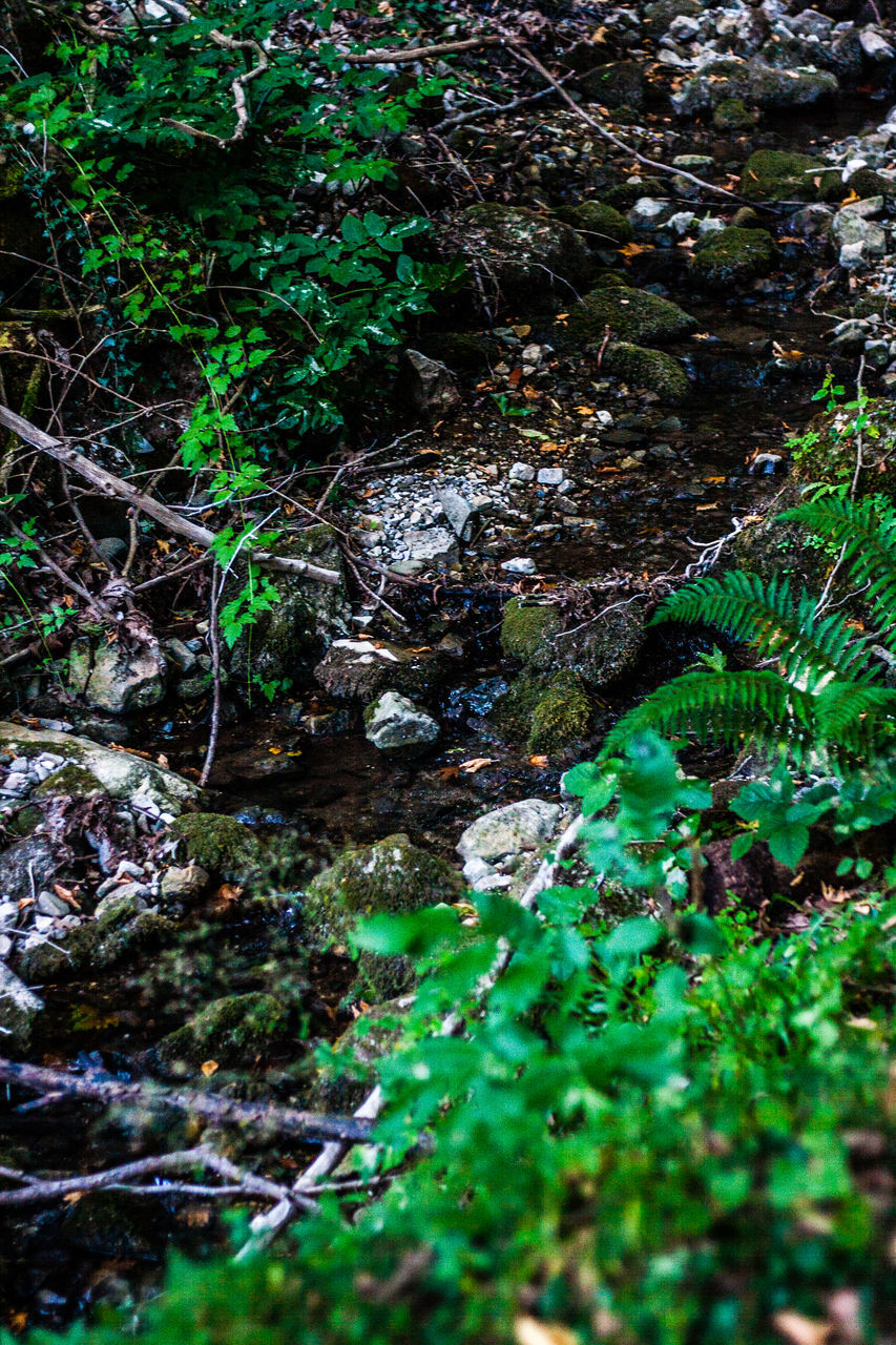 PLANTS GROWING ON ROCK IN FOREST