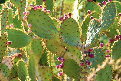 Close-up of prickly pear cactus