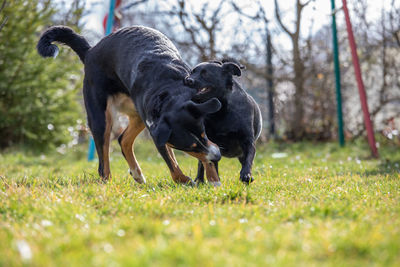 Dog running in grass