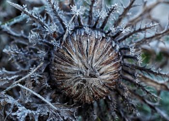 Close-up of frozen plant