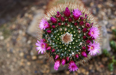 High angle view of pink flowering plant