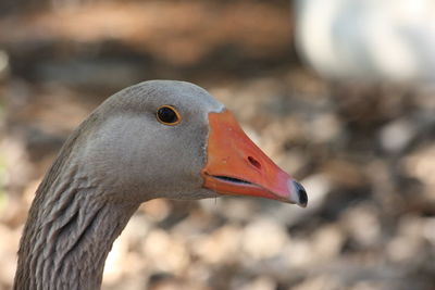 Close-up of a bird