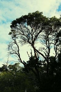 Low angle view of trees against cloudy sky