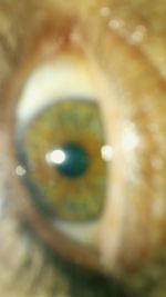 Full frame shot of human eye