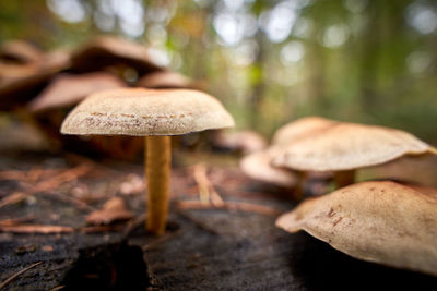 Close-up of mushroom growing on field