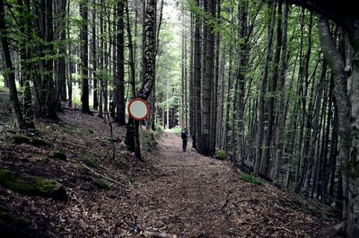 Road amidst trees in forest