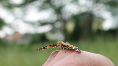 Close-up of insect on hand