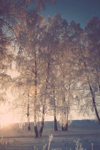 Trees on snow covered landscape during sunset