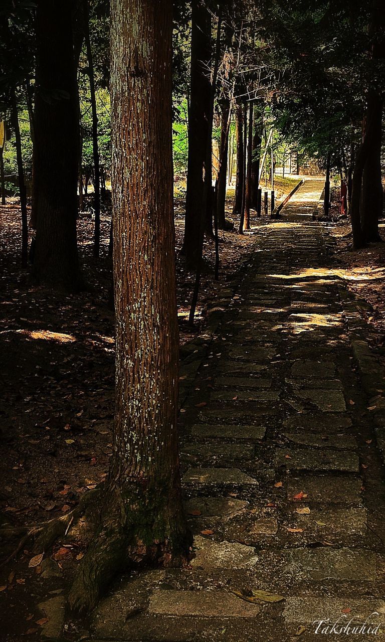 tree, the way forward, diminishing perspective, tree trunk, footpath, vanishing point, forest, tranquility, park - man made space, pathway, growth, nature, treelined, transportation, walkway, road, dirt road, shadow, sunlight, outdoors