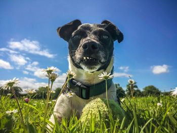 Close-up of dog on field against blue sky