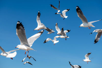 Group of seagulls flying in the sunny clear blue sky.