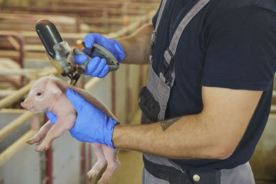 Farm worker gives a newborn piglet an iron injection. close-up