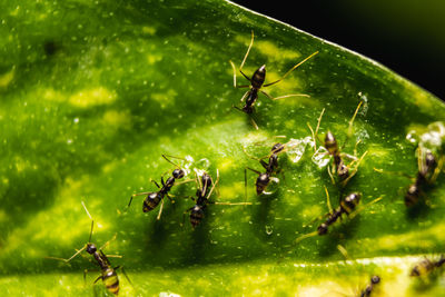 Close-up of ant on leaf