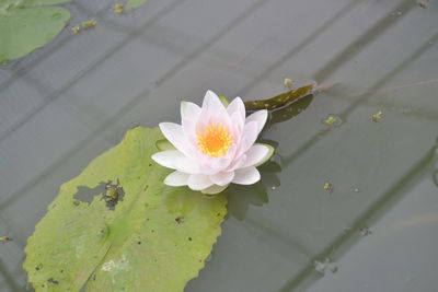 Close-up of white flower