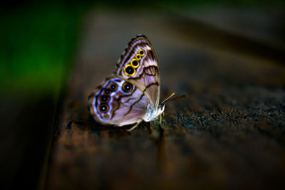 Close-up of butterfly on leaf