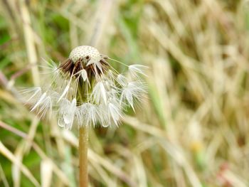 Close-up of white dandelion flower