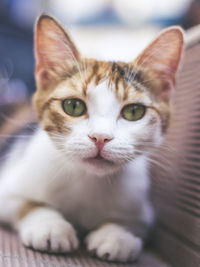 Close-up portrait of cat at home