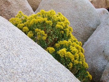 Close-up of yellow flowers