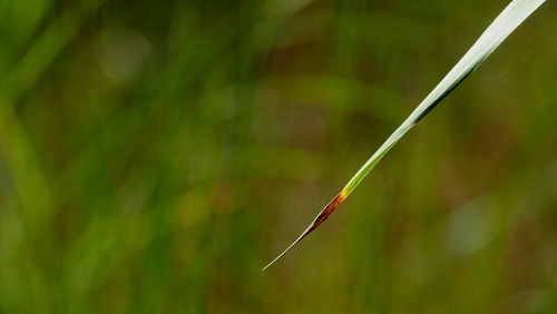 Close-up of green grass