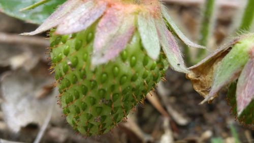 Close-up of cactus plant