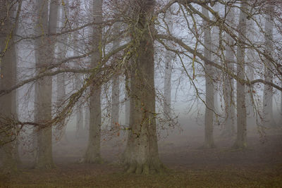 Trees in forest