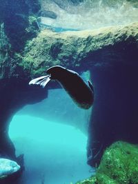 Close-up of fish swimming in water