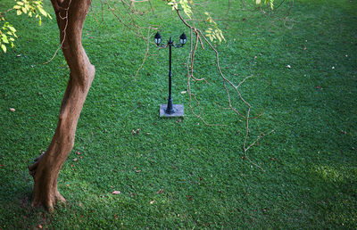 View of swing hanging from tree