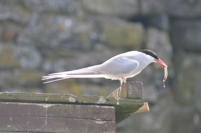 Close-up of seagull perching on railing