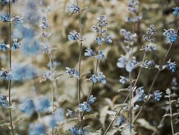 Close-up of flowering plants on field