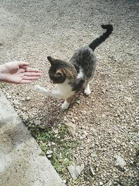 Close-up of hand touching kitten