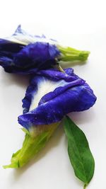 Close-up of purple flower on white background