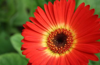 Close-up of red gerbera daisy