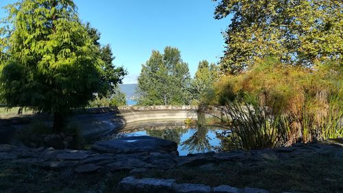 Scenic view of river amidst trees against sky