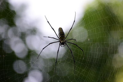 Close-up of spider on web