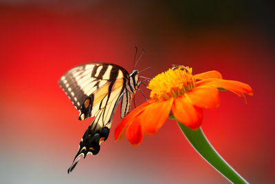 Close-up of butterfly pollinating on flower